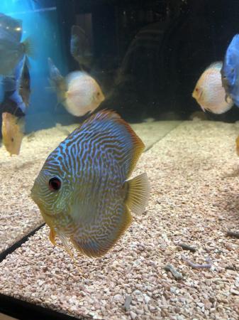 Image 2 of 12 Chens Discus for sale