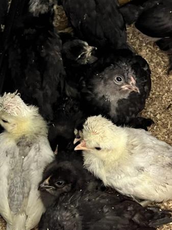 Image 3 of Polish bantams cockerel & 4 hens laying