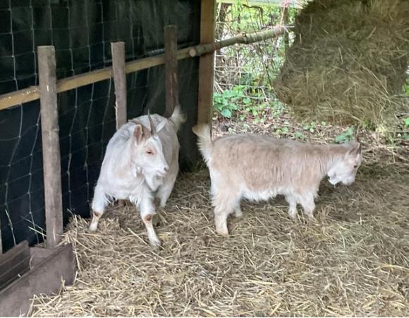 Image 2 of Pygmy nanny goats for sale