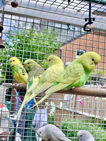 Image 6 of Young Baby budgies for sale