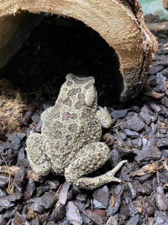 Image 1 of Berber toad Pair £60 Each or £110 Pair