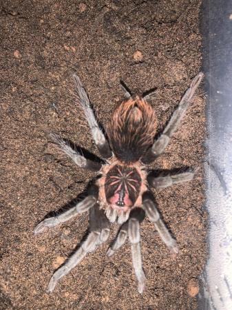 Image 3 of Xenesthis sp Bright tarantula for sale