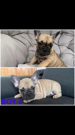 Image 13 of French Bulldogs puppies