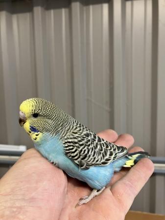 Image 9 of Gorgeous Baby Budgies ready now