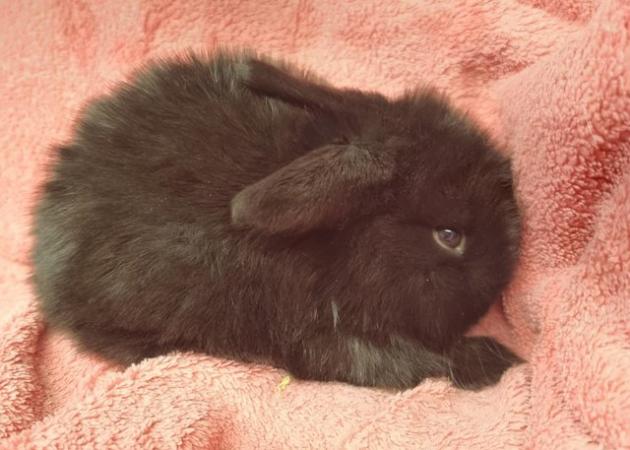 Image 4 of Stunning Baby Mini Lop's