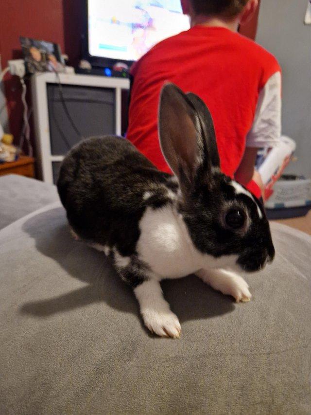 Preview of the first image of 2X 16 week old mini rex.