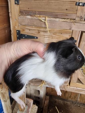 Image 4 of Baby boar guinea pigs for sale