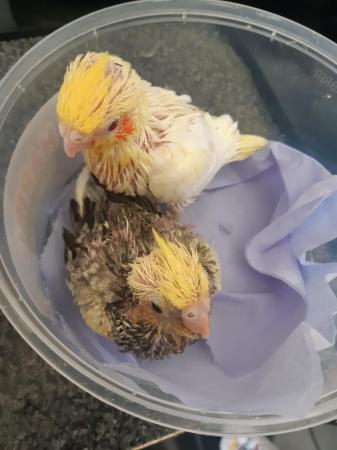 Image 2 of 12 week old handreared cockatiel