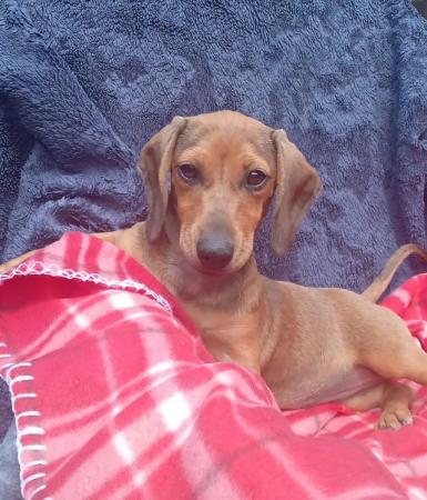 Image 1 of Kc registered smooth haired miniature dachshund puppies