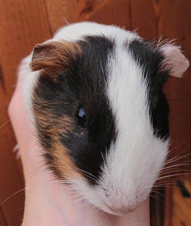 Image 2 of Adult Male and Female Guinea Pigs Available
