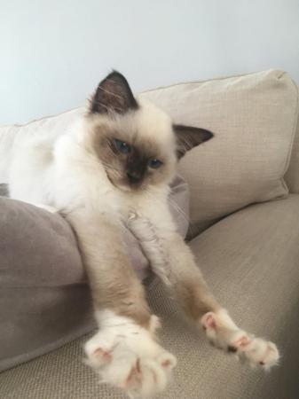 Image 5 of Beautiful Ragdoll looking for forever home
