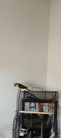 Image 5 of Untamed Conure with cage and table around 14mo