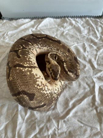 Image 2 of Various royal pythons for sale