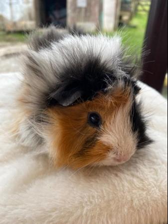 Image 19 of Beautiful female guinea pigs 3 months old