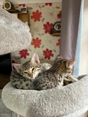 Image 3 of Savannah kittens F3 , ready to go now