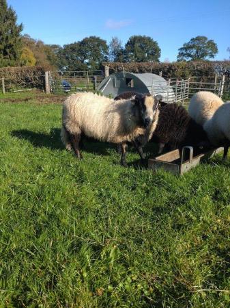 Image 1 of Badger face shearling rams for sale