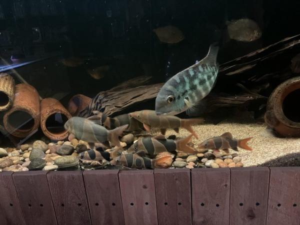 Image 3 of True parrot South American cichlid 12”