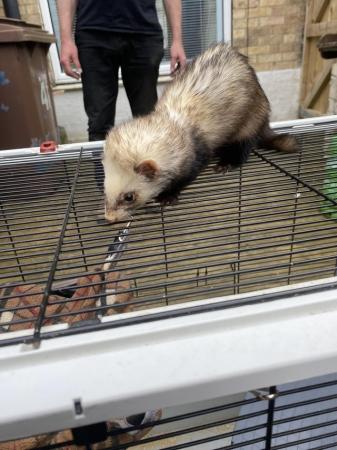 Image 4 of Very friendly and inquisitive ferret and cage