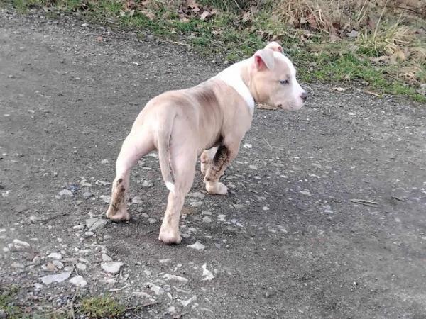 Image 3 of 5month old pocket bully