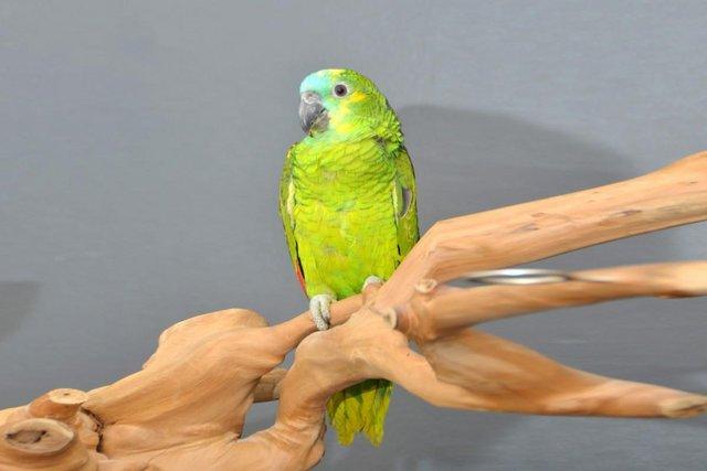 Image 3 of Baby Blue Fronted Amazon Talking Parrot,19