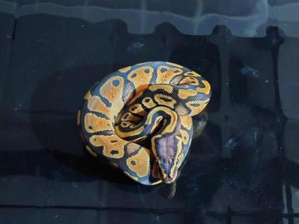 Image 5 of CB 23 royal python pastel het pied female