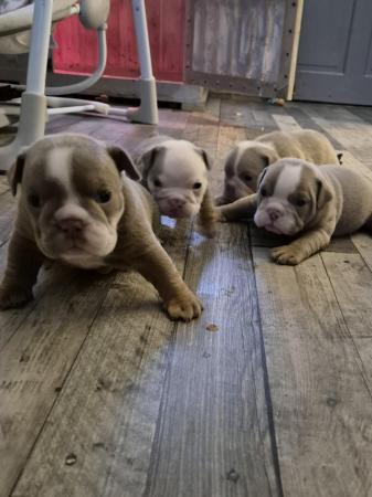 Image 2 of English bulldog puppies only 1 boy and 2 girls left