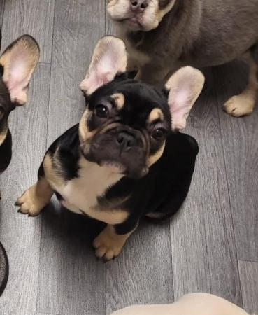 Image 2 of kc registered fluffy/carrier French bulldog puppies