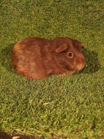 Image 18 of Guinea pigs males and females