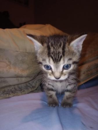 Image 6 of Beautiful tabby x Bengal kitten