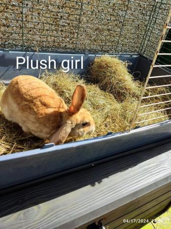 Image 5 of Mini lop rabbits and also plush