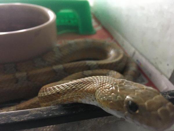 Image 4 of CAPTIVE BRED ADULT CORN SNAKE GREAT PET