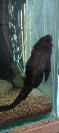 Image 1 of Piranha fish for sale over 1 year old.