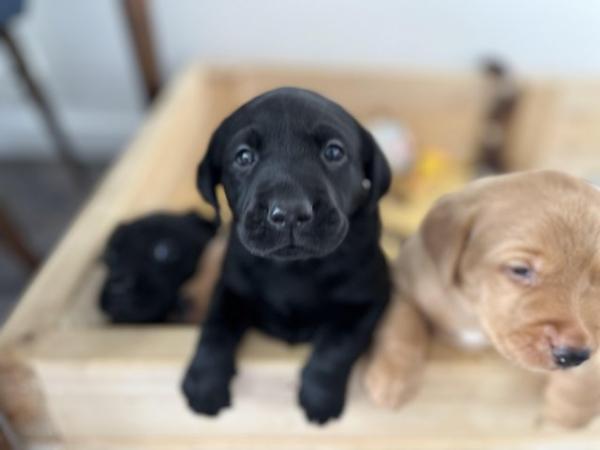 Image 8 of Litter of labrador puppies