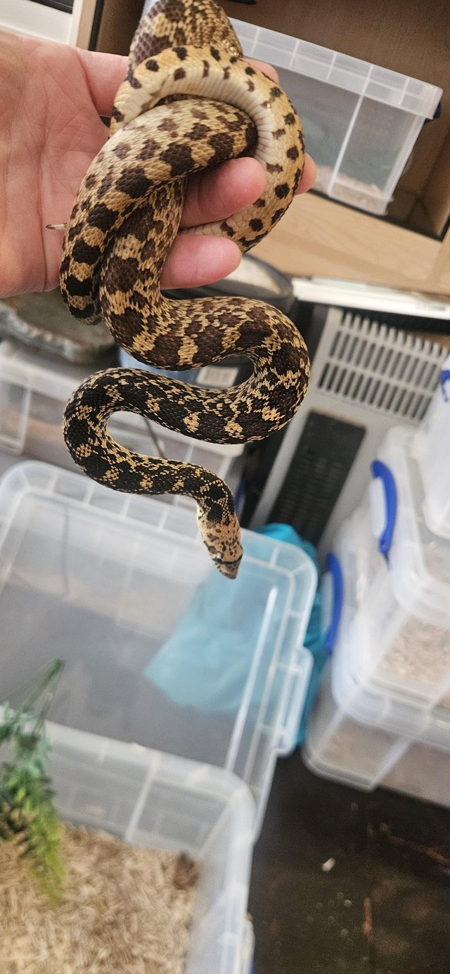 Balls, African House Snake and Bullsnake — photo 2 of 4