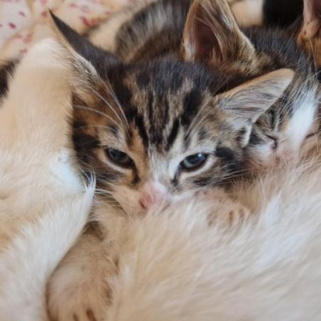 Image 3 of Tabbie kittens 8 weeks old