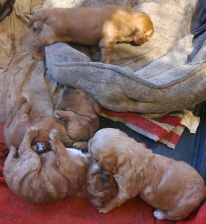 Image 9 of Fabulous F2 cockapoo pups for sale