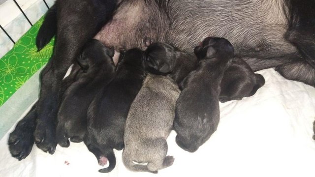 Image 20 of Beautiful pug puppies for sale.