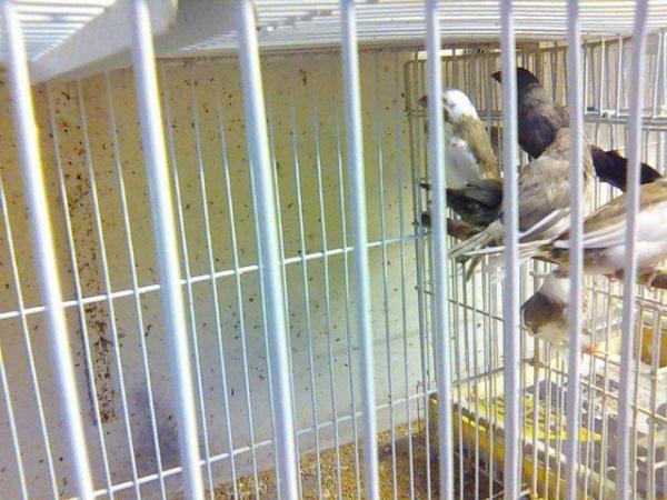 Image 3 of Bengalese finches / zebra finches