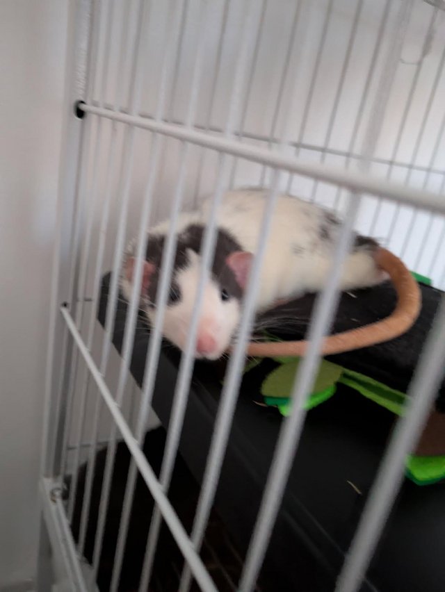 2 male rats large cage with plenty of food and bedding