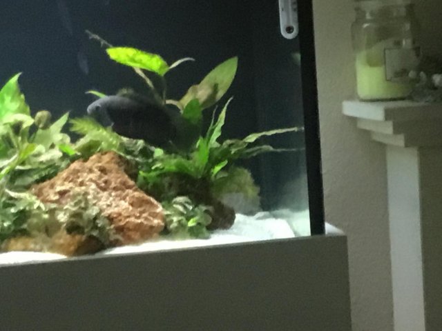Preview of the first image of two 1 year old black acara.