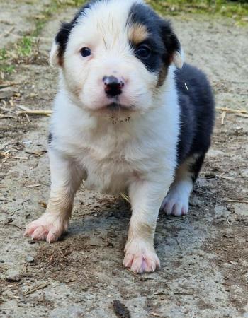 Image 3 of CARIAD litter of Welsh Sheepdog Border Collie pups