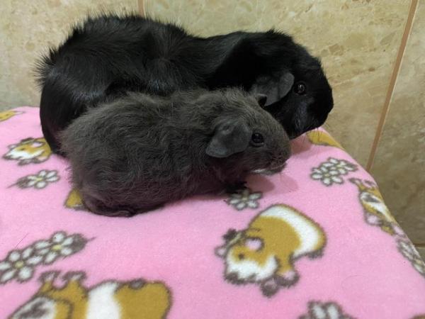 Image 1 of Mum and daughter guinea pigs for  sale