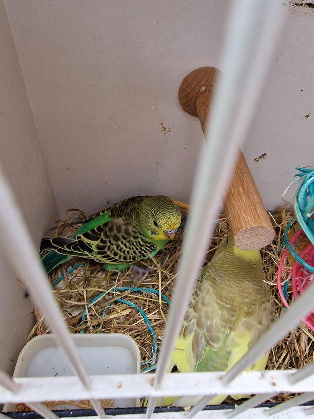 Preview of the first image of budgies young ready to leave.