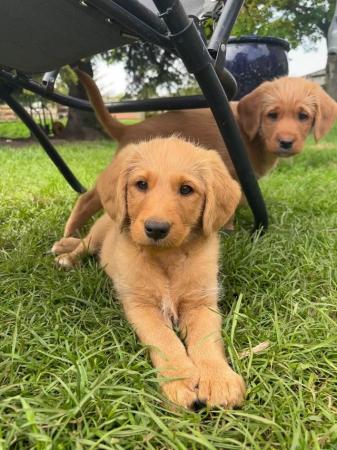 Image 5 of Reduced To Good Homes Australian Labradoodle Puppies