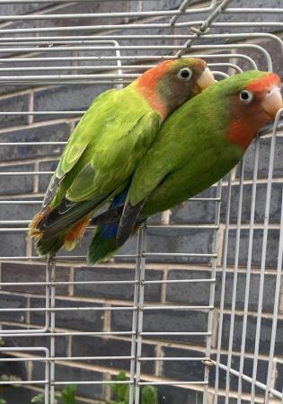 Image 4 of Fisher love bird breeding pair for sale Bury