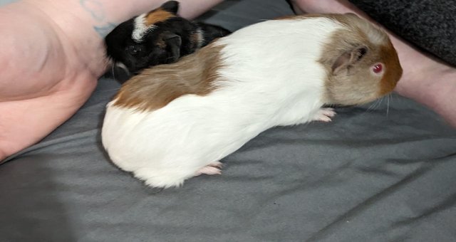 Image 4 of Guinea pigs for sale different bonded pairs