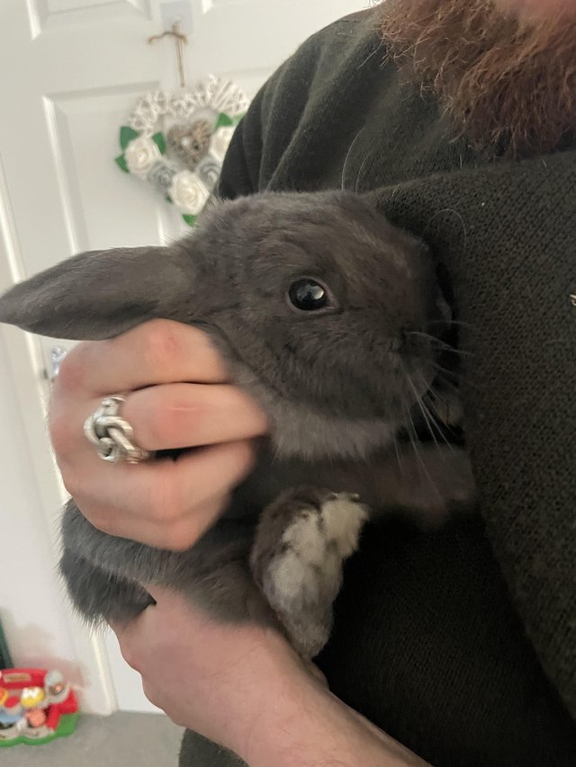 Preview of the first image of Male grey/blue rabbit 10 mo.