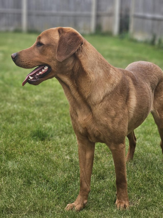 Preview of the first image of Dark Fox red Labrador (Stud Only).