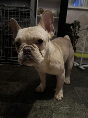 Image 5 of French bulldog male 10 month