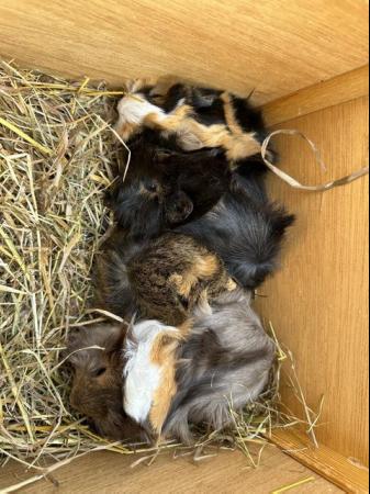 Image 10 of Now Reserved. very handsome funky male baby guinea pigs
